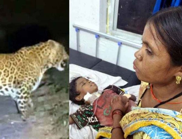 गरियाबंद में टीवी देखकर लौट रहे 10 वर्षीय मासूम बच्चे पर तेंदुए ने किया जानलेवा हमला, चीख सुन दौड़े माता-पिता, हालत नाजुक, रायपुर रेफर