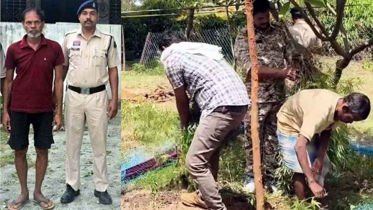 घर की बाड़ी में छिपाकर अवैध गांजा खेती का खुलासा, पुलिस ने आरोपी विजय को गिरफ्तार कर भेजा सलाखों के पीछे, 1.82 लाख का मादक पदार्थ बरामद