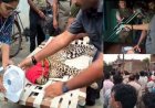 ग्रामीण के घर घूसा तेंदुआ, गांव में अफरा-तफरी का माहौल, 8 घंटे चला रेस्क्यू अभियान, तेंदुए की हालत नाजुक, इलाज जारी, घटना बनी इलाके में चर्चा का विषय