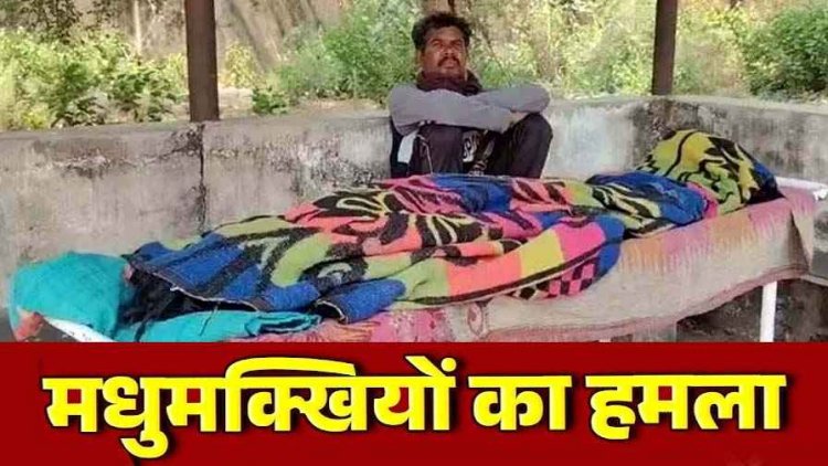 जंगली जानवरों का खतरा, मधुमक्खियों का जानलेवा हमला, इलाज के दौरान सास ने तोड़ा दम, जिंदगी और मौत के बीच जूझ रहा दामाद, गांव में पसरा मातम