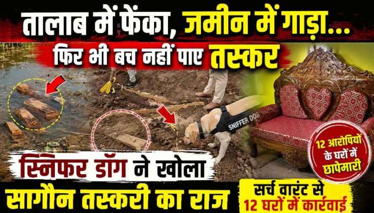 सूंघते-सूंघते पहुंचा जंगल का जासूस, खोला तस्करी का राज, वरुण जैन की टीम ने तालाब, मंदिर और खेतों से ढूंढ निकाली छुपाई सागौन की लकड़ियां
