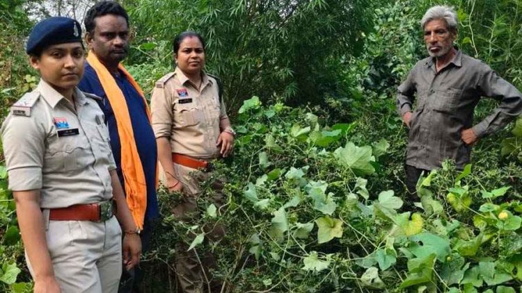 नदी किनारे बाड़ी में उगा रहा गांजा, बाड़ी में सब्जियों के बीच मिले बड़े-बड़े पौधे, गांजे की अवैध खेती पर पुलिस की बड़ी कार्रवाई, बुजुर्ग किसान गिरफ्तार