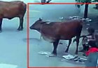रायपुर में गाय से बुजुर्ग ने किया दुष्कर्म, CCTV फुटेज आया सामने, लोगों में आक्रोश का माहौल, धार्मिक भावनाएं आहत करने का आरोप, आरोपी देव शरण गिरफ्तार