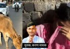 इकलौता कमाऊ बेटा, दो साल पहले हुई शादी, पत्नी गर्भवती, गाय से टकराकर गिरा बाइक से गिरा युवक, कार की चपेट में मौत, दुसरा घायल, पसरा मातम
