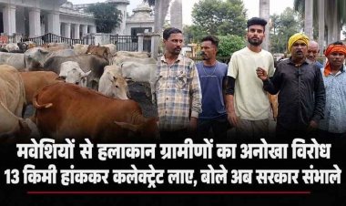 छत्तीसगढ़ आवारा मवेशी समस्या, 13 किमी 110 मवेशियों को हांककर कलेक्ट्रेट पहुंचे ग्रामीण, बोले- अब कलेक्टर साहब ही संभालें, नगर निगम पर लगा बड़ा आरोप