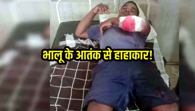 जंगल में फुटू लेने गए ग्रामीणों पर भालुओं का हमला, तीन घायल, दो की हालत नाजुक, वन विभाग ने ग्रामीणों से किया विशेष सतर्कता बरतने की अपील