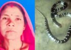 जमीन पर सो रही महिला सरपंच को सांप ने डसा, परिवार में मचा हड़कंप, देर रात परिजन लेकर पहुंचे अस्पताल, इलाज के दौरान मौत, गांव में शोक का माहौल