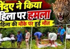 शौच के लिए निकली महिला, घर के बाहर से बुजुर्ग उकरी बाई को उठा ले गया तेंदुआ, 1 KM दूर मिला शव, गांव में तेंदुए के हमले से दहशत का माहौल
