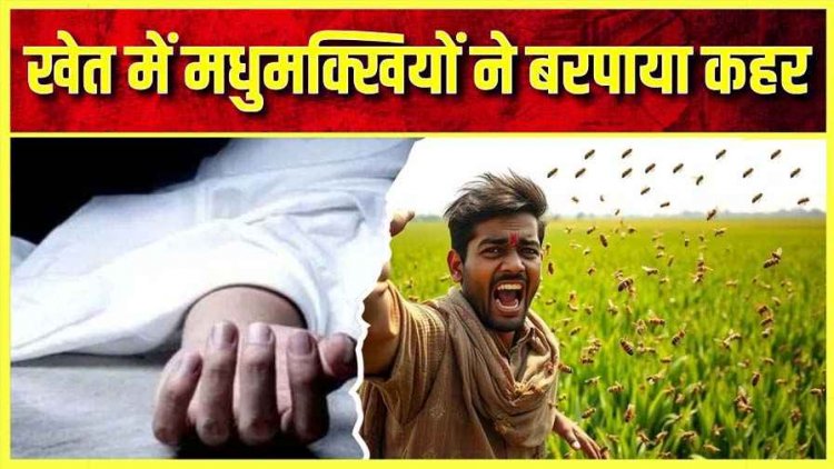 मधुमक्खियों के जानलेवा हमले से बचने भागा युवक, खेत के पानी में डूबा मिला बेटी के घर मदद करने आए किसान का शव, परिजनों का रो-रोकर बुरा हाल