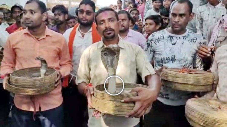 ऋषि पंचमी पर देवरी में निकाली गई जहरीले सांपों की अनोखी शोभायात्रा, सैंकड़ों की तादात में शामिल हुए लोग, पूजा-अर्चना के बाद जंगल में छोड़े गए सर्प