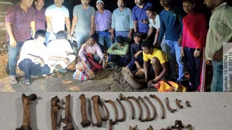 वन्यजीव तस्करी के खिलाफ बड़ी कार्रवाई, 43 हड्डियां, दो कैनाइन और नवजात समेत बाघ के अवशेष बरामद, तीन बाइक जप्त, हिरासत में छह संदिग्ध