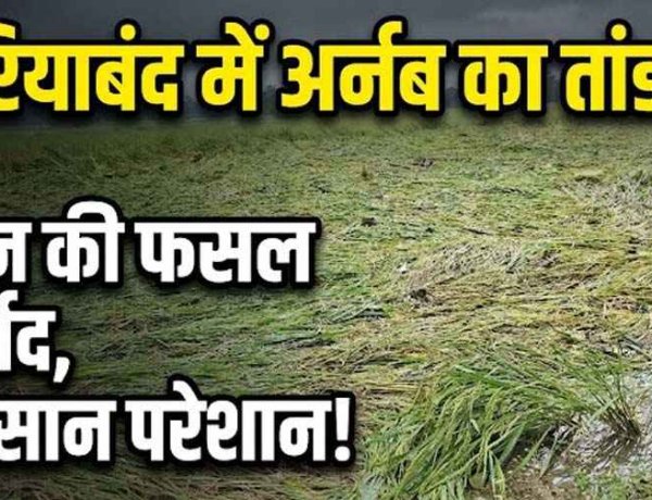 मौसम की एक करवट ने उजाड़ दी अन्नदाताओं की उम्मीदें, कटाई से पहले खेतों में धान की पकी फसलें पानी में डूबी, महीनों की मेहनत पर मंडराने लगा खतरा