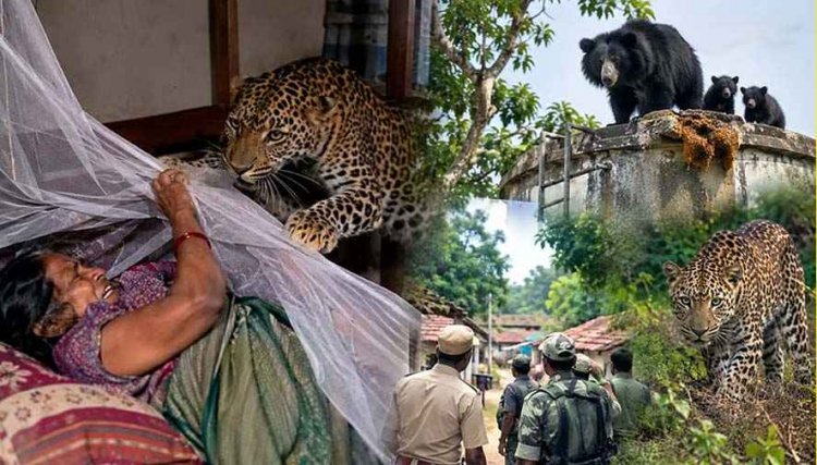 तेंदुआ और भालू का तीन साल बाद फिर आतंक: घर में सो रही महिला पर तेंदुए ने किया हमला, ग्रामीणों ने की मदद पूरे गांव में दहशत का माहौल, सुरक्षा की मांग