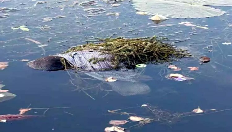 तालाब में तैरता मिला लापता 14 वर्षीय नाबालिग का शव, इलाके में फैली सनसनी, सदमे में परिजन, हादसा या कुछ और?, जांच में जुटी पुलिस